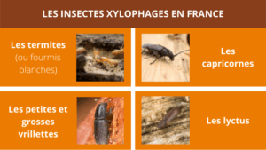 Si vous avez détecté la présence d’insectes xylophages chez vous, vous devez réagir rapidement avant que la charpente ne soit atteinte et ne se détériore de manière trop importante. Sachez que si le problème n’est pas traité, cela peut causer, dans les cas les plus graves, l’effondrement d’une partie de votre habitation.L’intervention d’un expert du bois permettra d’identifier les insectes responsables des dommages et de choisir un traitement curatif adapté à la situation ainsi qu’au type de charpente. Après avoir enlevé les parties les plus abîmées, un produit sera injecté profondément dans les veines du bois afin d’arrêter la propagation des insectes. Ce traitement ne présente aucun risque pour votre santé et ne laissera aucune trace visible sur le bois.
En l’absence de signes évidents, il est toutefois recommandé de réaliser un traitement préventif, en particulier si votre charpente a plus de 10 ans. Dans le cas d’une rénovation de plusieurs parties de l’habitation, veillez à bien effectuer ce traitement avant de vous attaquer à l’isolation des combles. En effet, une fois celles-ci isolées, il est bien plus difficile d’avoir accès à la charpente et de traiter les bois.
Vous savez à présent comment détecter la présence d’insectes xylophages au sein de votre maison. Si vous souhaitez en savoir davantage sur nos solutions, consultez notre page expertise dédiée au traitement de la charpente.