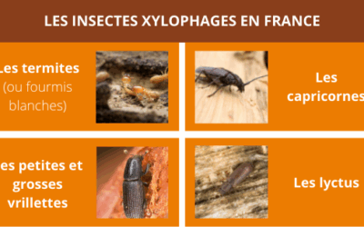 Diagnostic et Rapport de votre charpente.