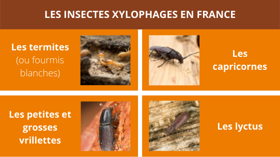 Diagnostic et Rapport de votre charpente.